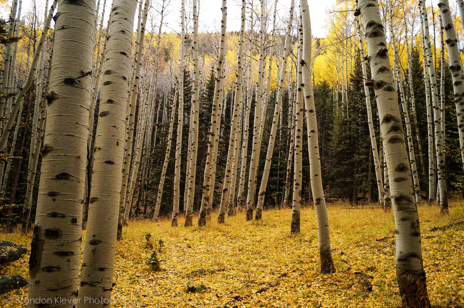 A dense grove of golden aspen trees with fallen leaves carpeting the forest floor, illustrative of the high-elevation terrain around Flagstaff's septic-served communities