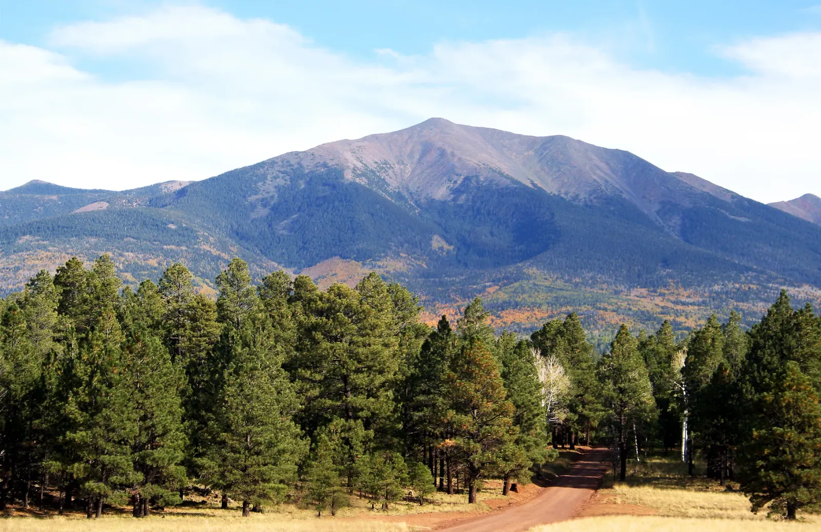 A dirt road through high-elevation ponderosa pine forest below a volcanic peak, illustrative of Coconino County's varied rural terrain
