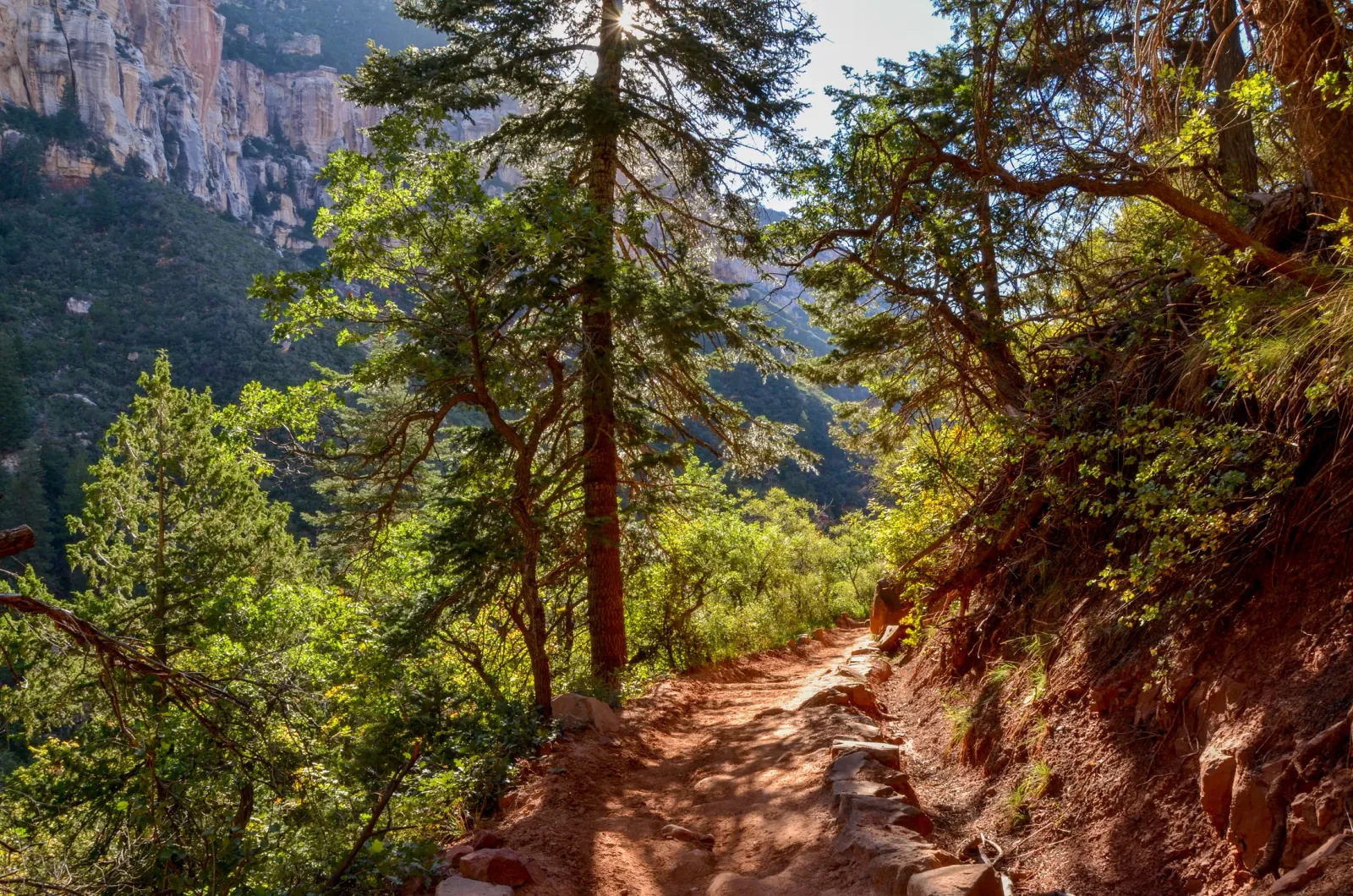 A forest trail through high-elevation ponderosa pine, illustrative of the terrain surrounding septic-served Coconino County communities